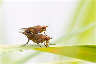 Marsh flies (Tetanocera)