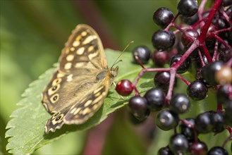 Speckled wood (Pararge aegeria) on elderberry