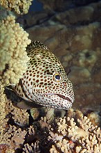 Brown-spotted grouper (Epinephelus chlorostigma)