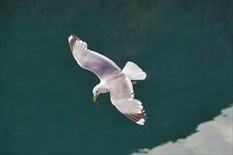 Common gull (Larus canus) flying