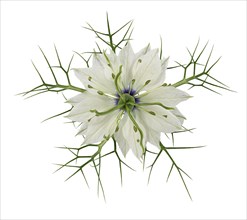 Love in a mist (Nigella damascena)