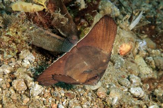Juvenile form of roundhead batfish (Platax orbicularis) drifting over seabed
