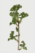 Josta berry Josta (Ribes x nidigrolaria)