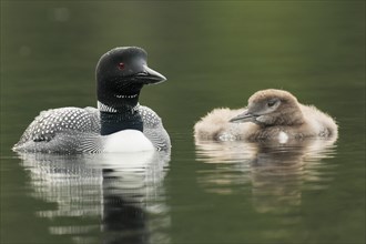Great Northern Diver (Gavia always) and chick