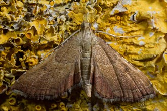 Rose-flounced (Endotricha flammealis) tabby moth
