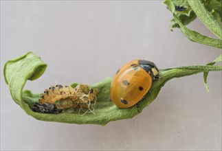 Freshly hatched Seven-spott ladybird (Coccinella septempunctata) Doll cover