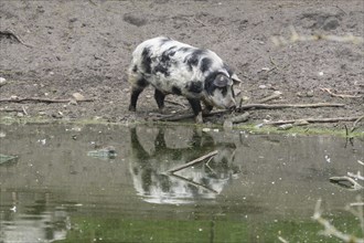 Turopolje-Domestic Pig (Sus scrofa domesticus)