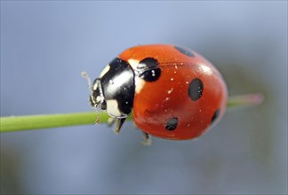 Seven-spott ladybird (Coccinella septempunctata) or seven-spot