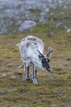 Svalbard reindeer (Rangifer tarandus platyrhynchus) in the Toundra