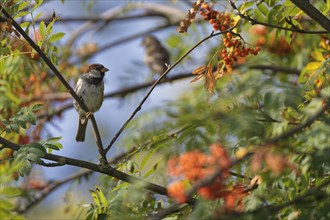 House sparrow (Passer domesticus) in mountain ash (Sorbus aucuparia)