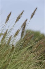 Dwarf Fountain Grass (Pennisetum alopecuroides)