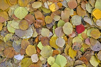Aspen (Populus tremula) leaves in autumn colours