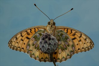 Large pearl butterfly (Maniola jurtina)