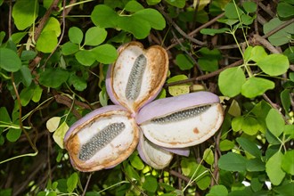 Chocolate (Akebia quinata) vine