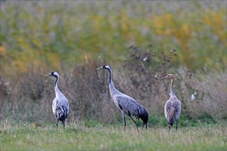 Cranes (Grus grus)