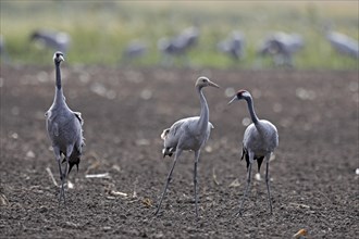 Cranes (Grus grus)