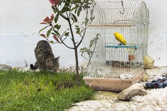 Cat roaming in front of a canary in a cage