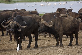 Cape buffalo (Syncerus caffer) herd and cattle egret (Bubulcus ibis)