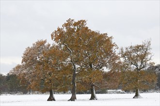 English oaks (Quercus robur) covered with hoarfrost and snow