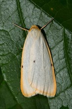 Four-spotted runner (Cybosia mesomella)