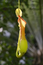 Winged (Nepenthes alata) pitcher plant Occurrence Philippines