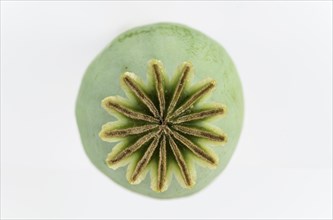 Poppy seed capsule