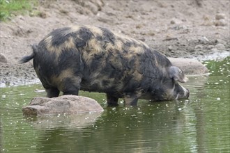 Turopolje-Domestic Pig (Sus scrofa domesticus)