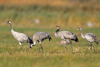 Cranes (Grus grus)