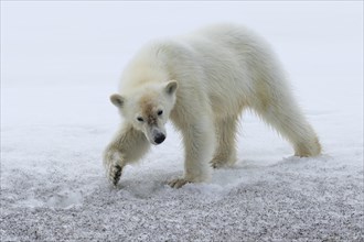 Year-old polar bear cub (Ursus maritimus) on the glacier ridge