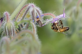 Honey bee (Apis mellifera) to Borage (Borago officinalis) Lower Saxony