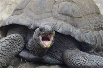 Aldabra Giant Tortoises (Aldabrachelys gigantea)