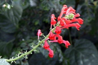 Begonia foliosa Occurrence South America