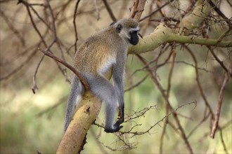 Southern vervet monkey (Chlorocebus pygerythrus)