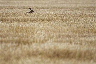 European hare (Lepus europaeus) in harvested grain field