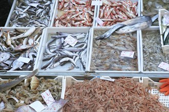 Catania Fish Market