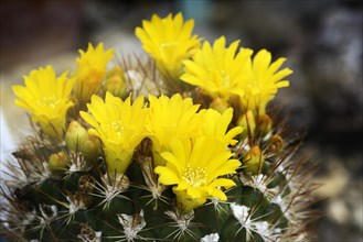 Cactus (Weingartia lanata) Occurrence South America