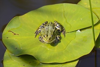 Edible Frog (Rana lessonae) on lily pad