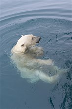 Curious polar bear (Ursus maritimus) swimming around an expedition ship and looking up