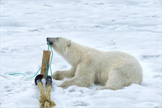 Polar bear (Ursus maritimus) inspecting and chewing the mast of the expedition ship