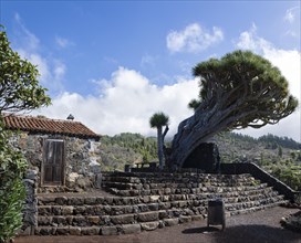 Canary Islands dragon tree (Dracaena draco) El Roque
