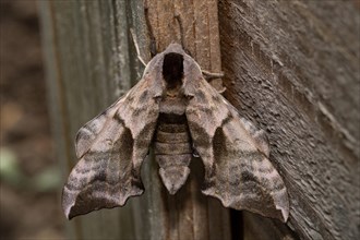 Eyed hawk-moth (Smerinthus ocellata)