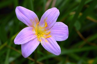 Zephyranthes carinata (Cephyranthes carinata) Occurrence South America