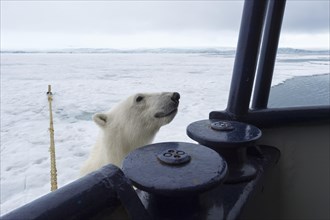 Polar bear (Ursus maritimus) trying to board the expedition ship