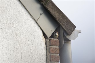 House sparrow (Passer domesticus) at the house