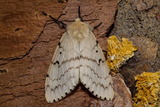 Gypsy moth (Lymantria dispar)