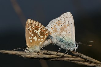 Chalkhill blue (Polyommatus coridon)