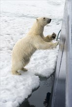 Curious polar bear (Ursus maritimus) jumping on the hull of a ship and trying to enter through a porthole
