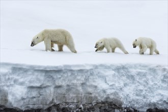 Female polar bear (Ursus maritimus) followed by two one-year-old cubs walking on the glacier margin