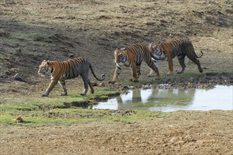 Female Bengal tiger (Panthera tigris tigris) and two subadult tigers at a water pond