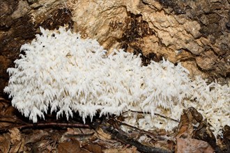 Coral tooth fungus (Hericium coralloides)